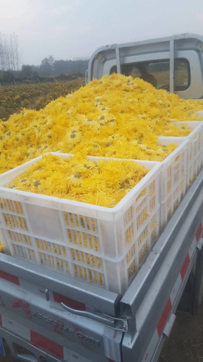 金丝皇菊苗