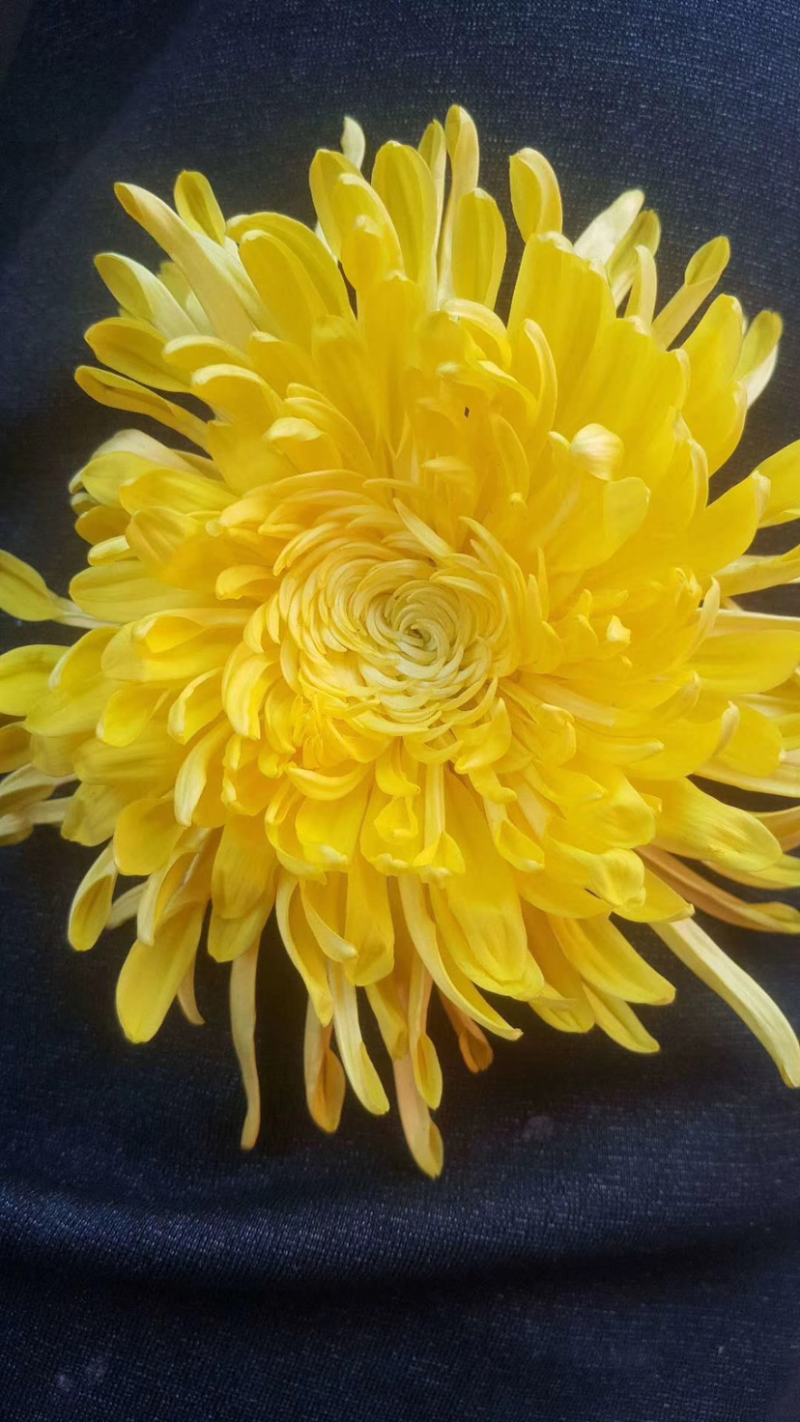 金丝皇菊苗