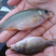 鲤魚苗禾花鲤苗建鲤鱼苗超低价全国包邮