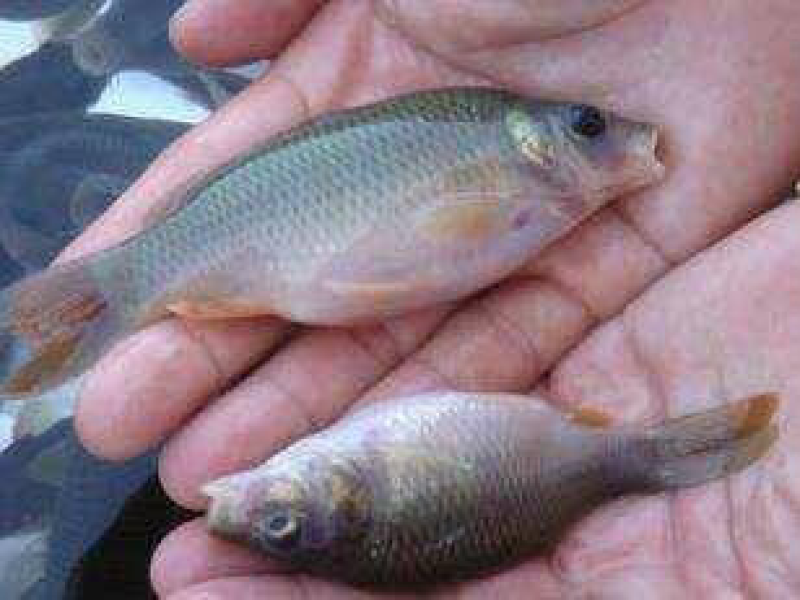 鲤魚苗禾花鲤苗建鲤鱼苗超低价全国包邮
