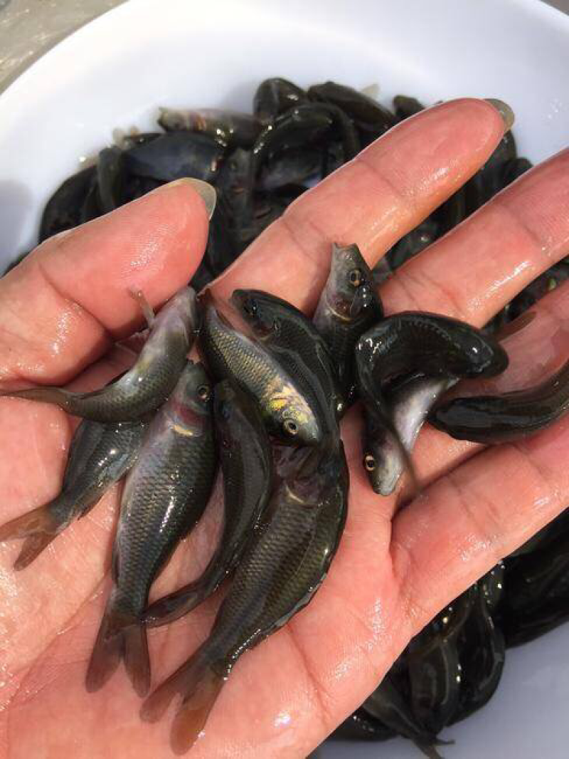 鲤魚苗禾花鲤苗建鲤鱼苗超低价全国包邮