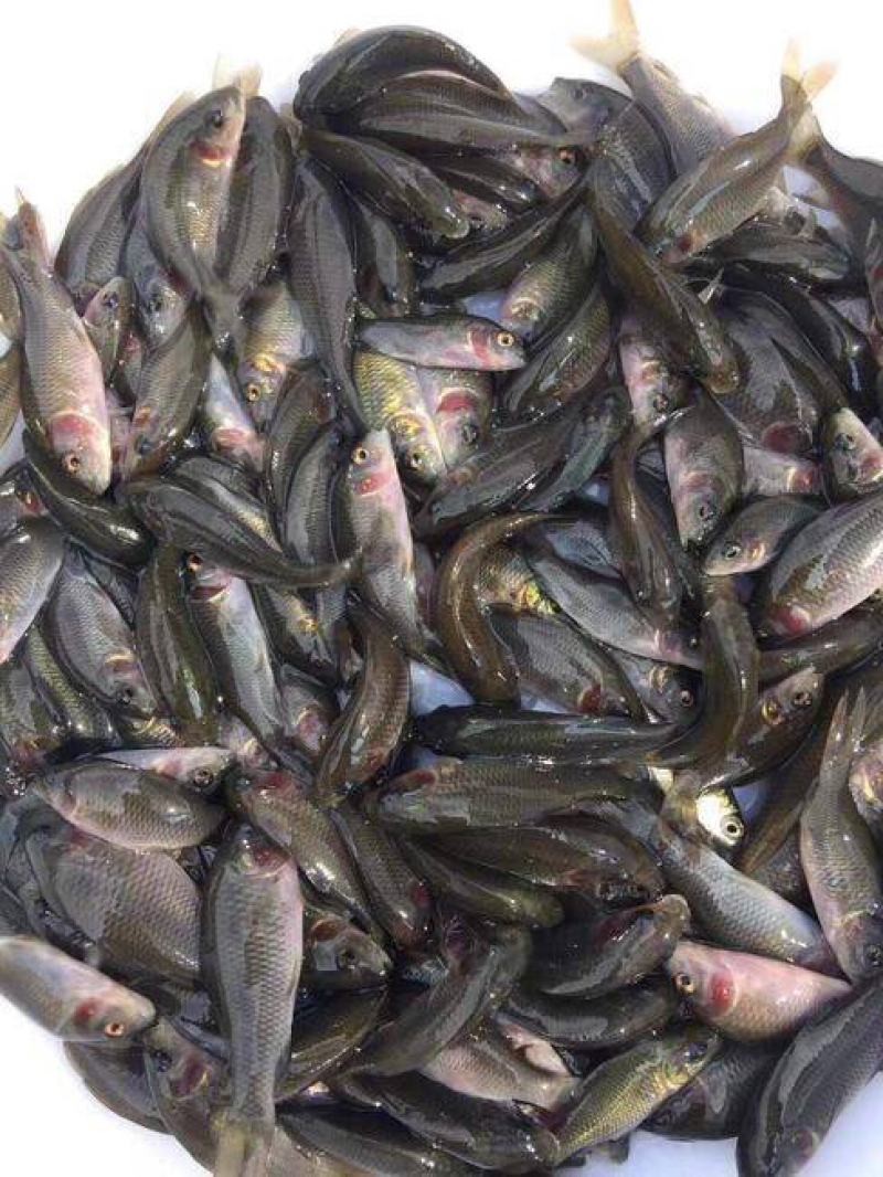 鲤魚苗禾花鲤苗建鲤鱼苗超低价全国包邮