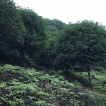 四川省桂花树胸径10到16公分高度3-5米冠幅2-4米。