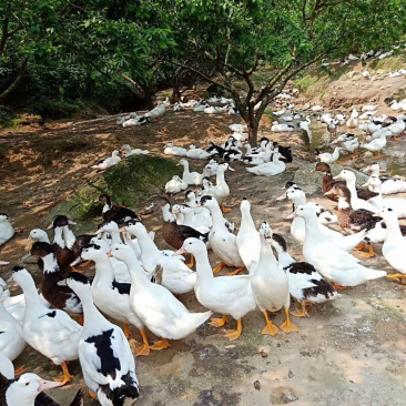 广州从化百亩水产基地鱼虾蟹龟