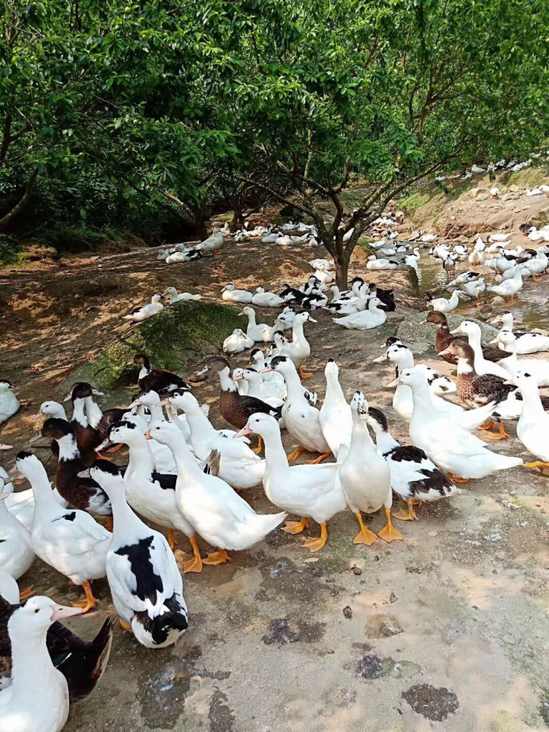 广州从化百亩水产基地鱼虾蟹龟