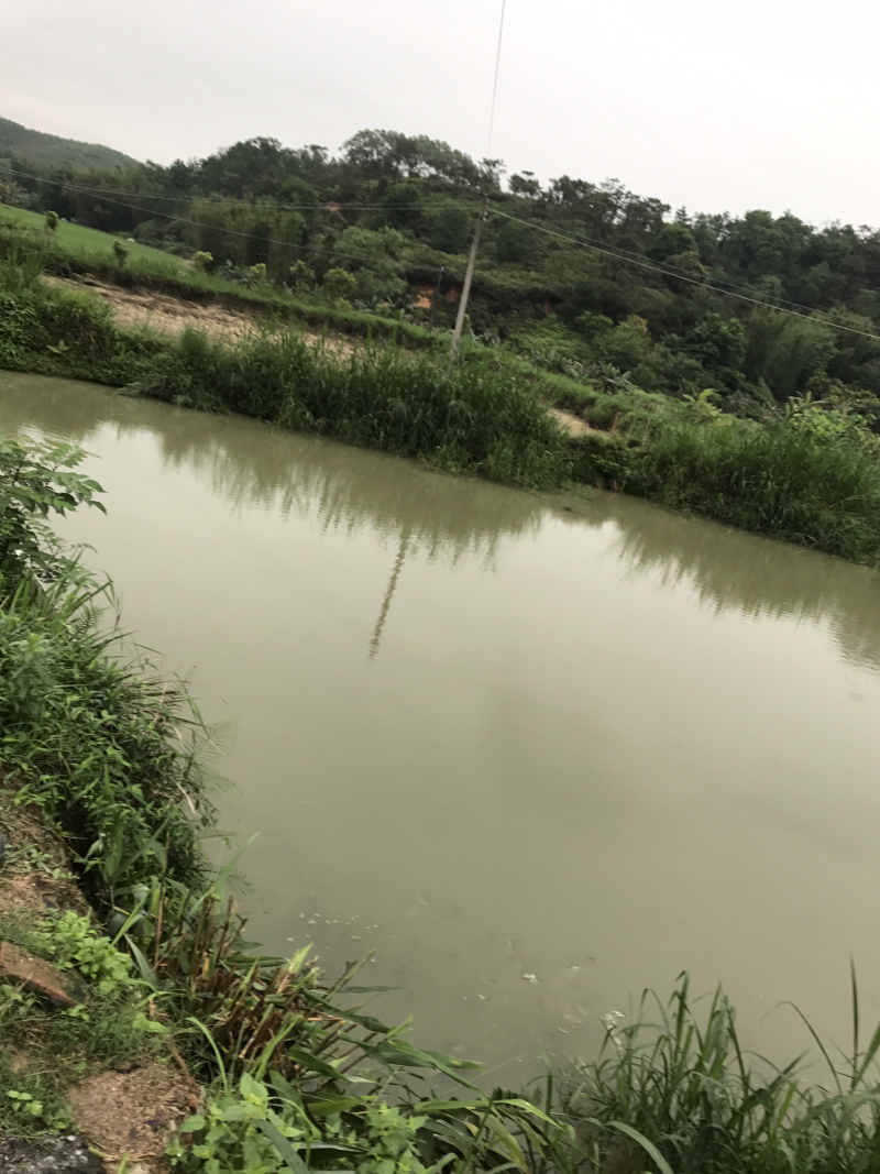 广州从化百亩水产基地鱼虾蟹龟