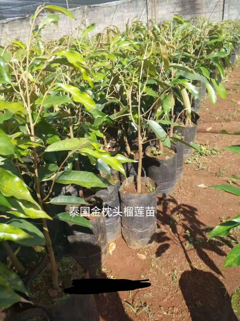 嫁接榴莲树苗泰国榴莲苗猫山王金枕头南北方种植地栽当年结果