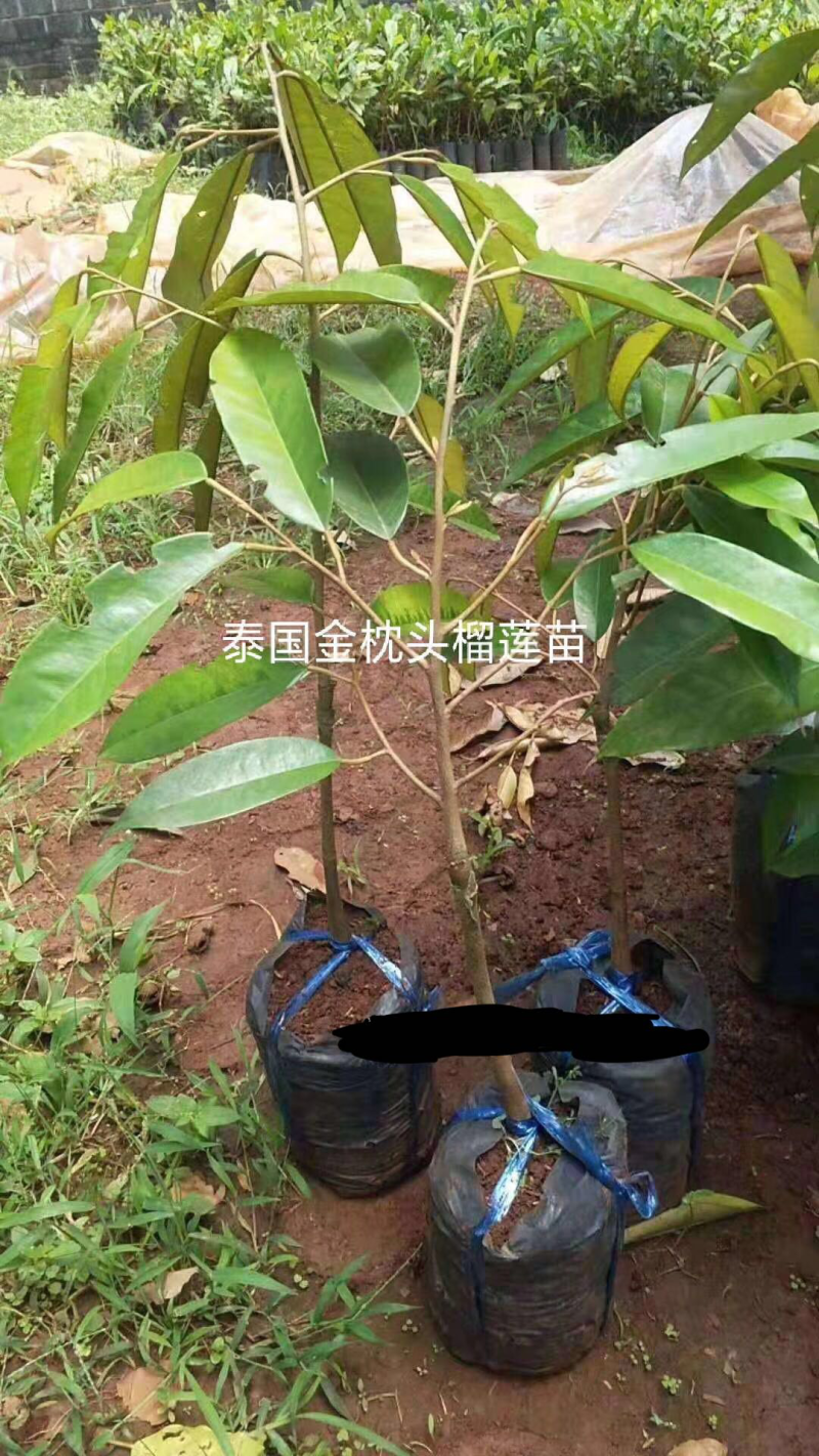 嫁接榴莲树苗泰国榴莲苗猫山王金枕头南北方种植地栽当年结果