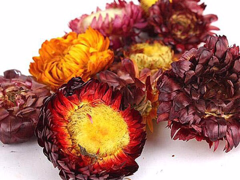 特级七彩菊花茶，菊花茶，干菊花美容安眠助神，疏散风热散装