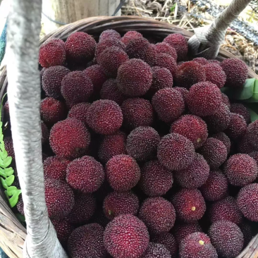 自家杨梅