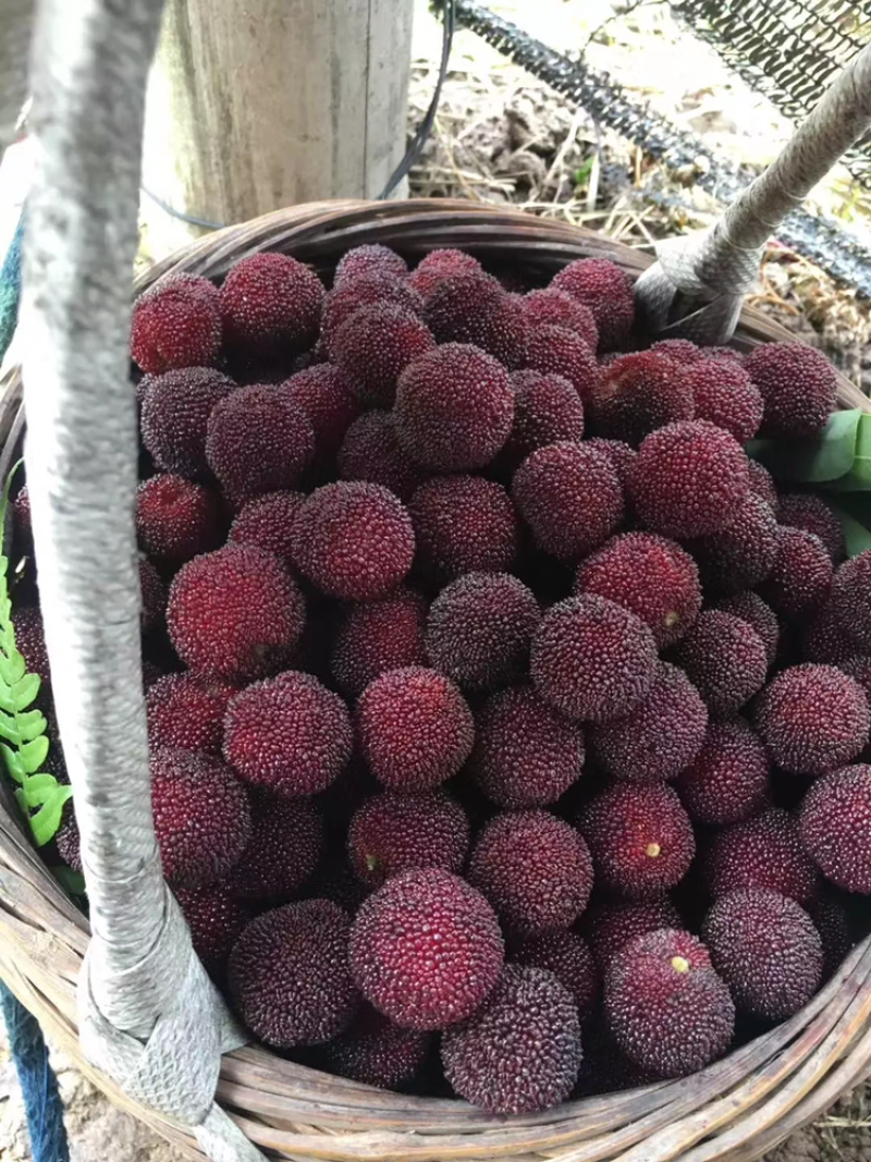 自家杨梅