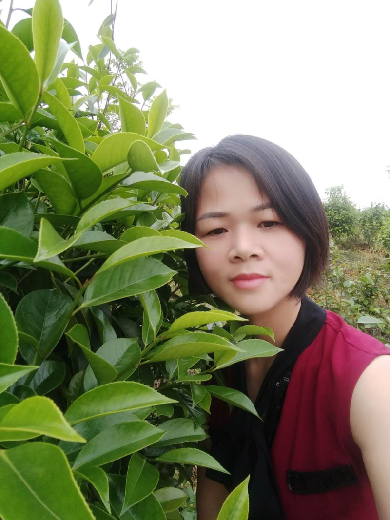 【红花油茶苗】浙江系列红花油茶嫁接杯苗规格齐全