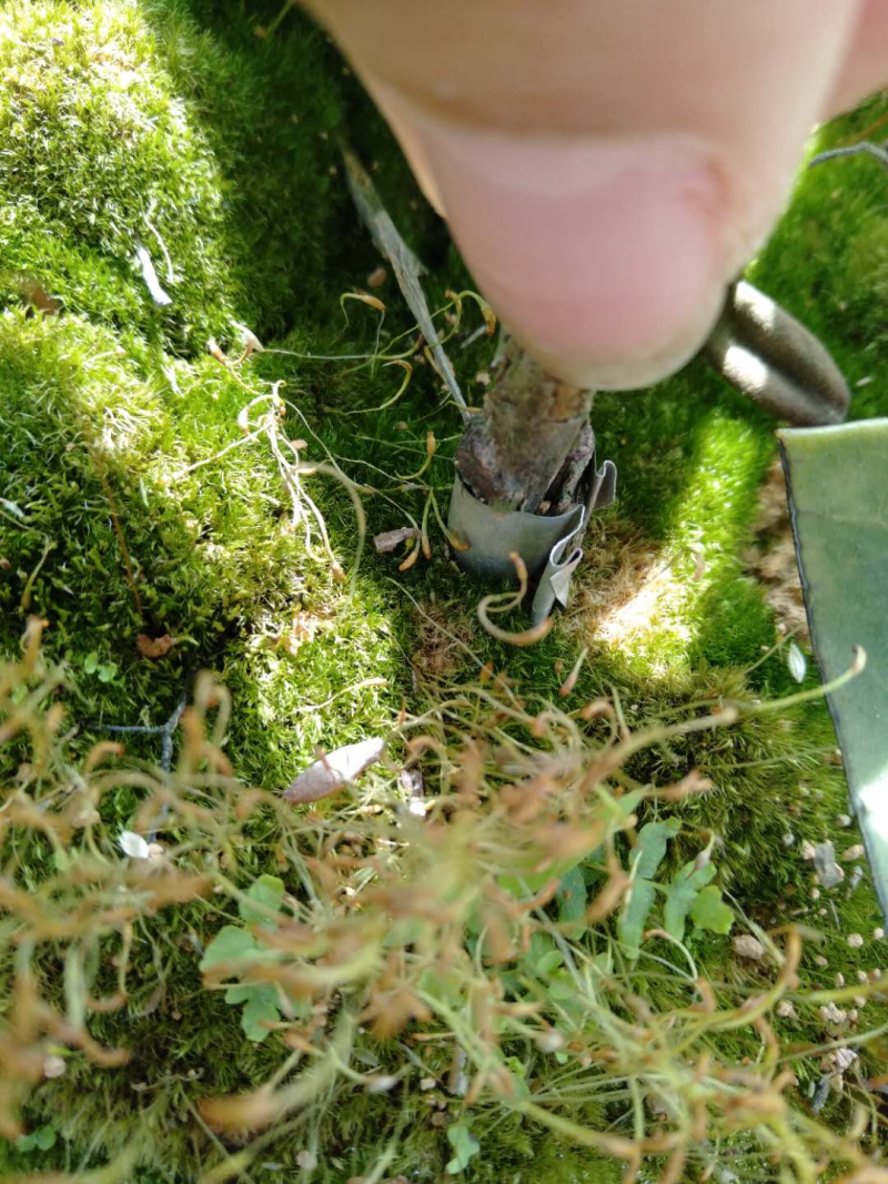【红花油茶苗】浙江系列红花油茶嫁接杯苗规格齐全