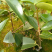 【红花油茶苗】浙江系列红花油茶嫁接杯苗规格齐全