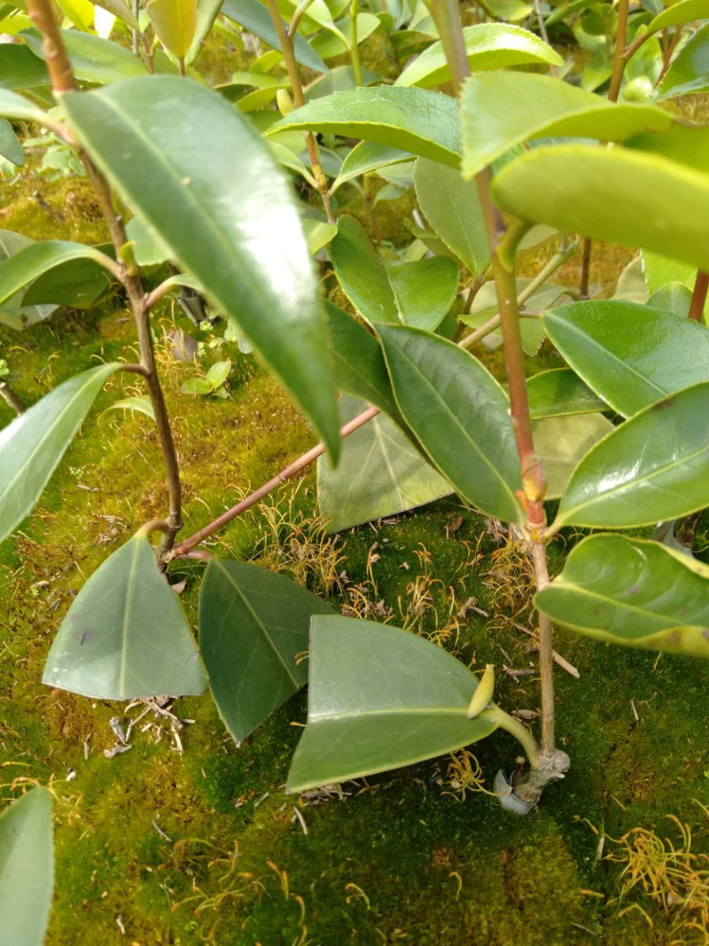 【红花油茶苗】浙江系列红花油茶嫁接杯苗规格齐全