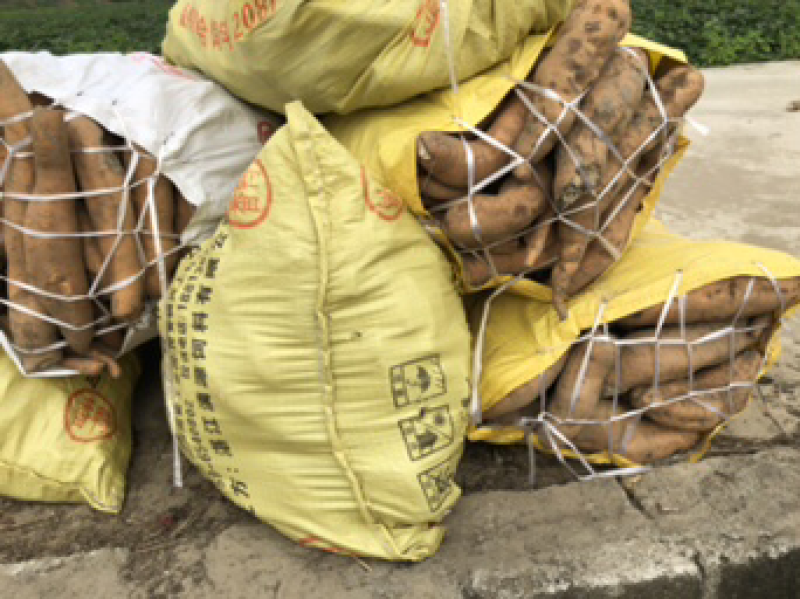 大量的香港红小薯和次品出售