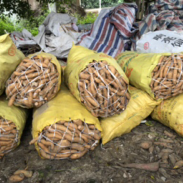大量的香港红小薯和次品出售