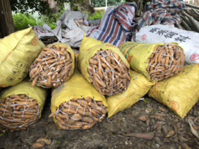 大量的香港红小薯和次品出售