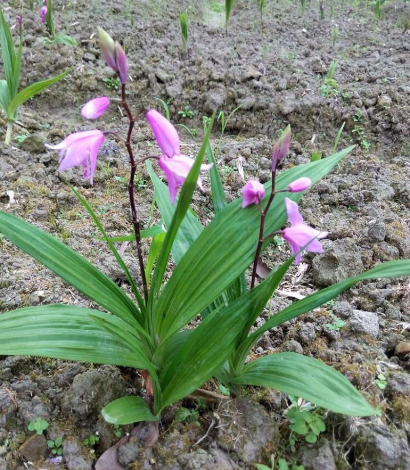 野生三叉白芨地栽，需要联系，全野生，假一赔三