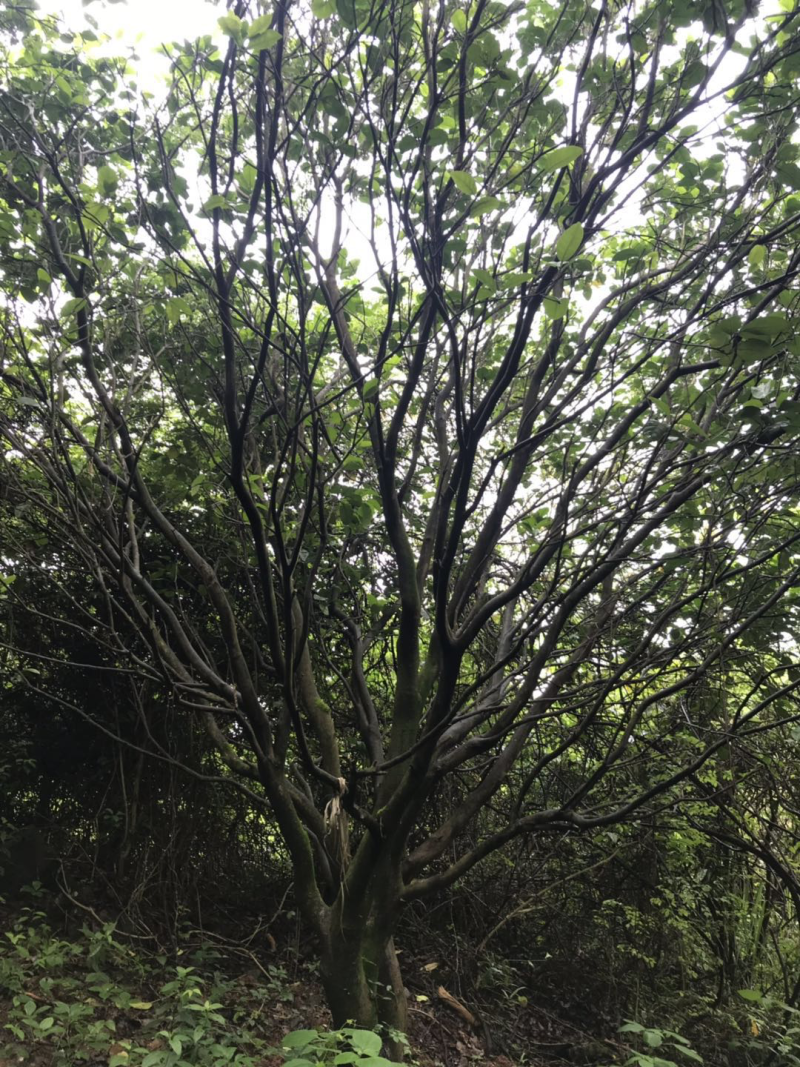 柚子树