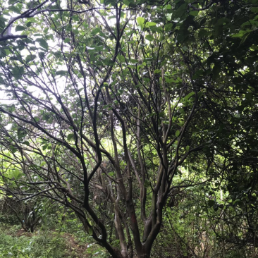 柚子树