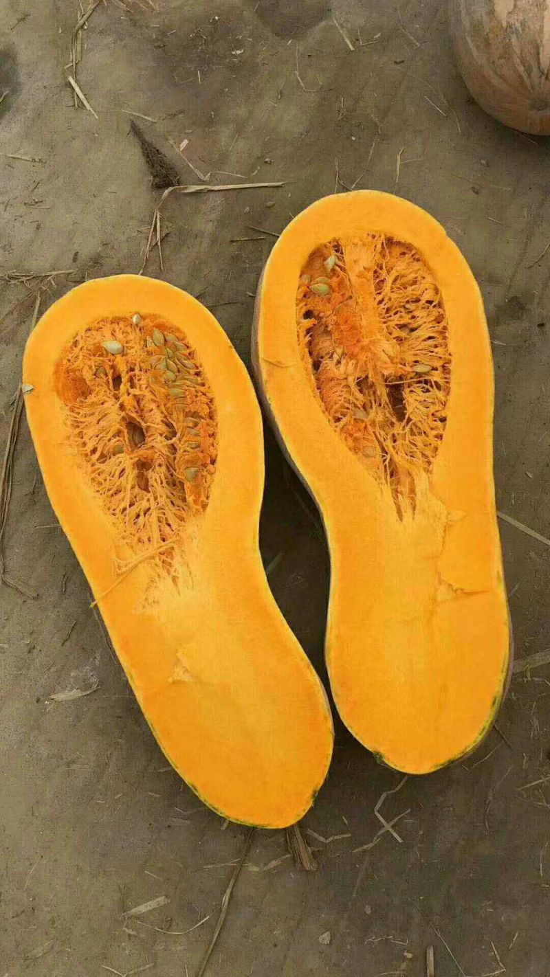 蜜本南瓜大量上市，质优价廉，产地直销