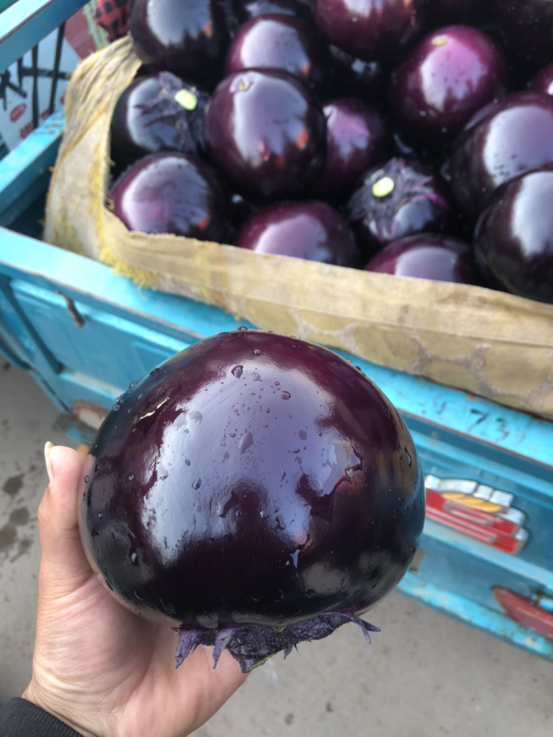 河北精品紫光茄子，一手货源常年供应，基地直销欢迎来电咨询