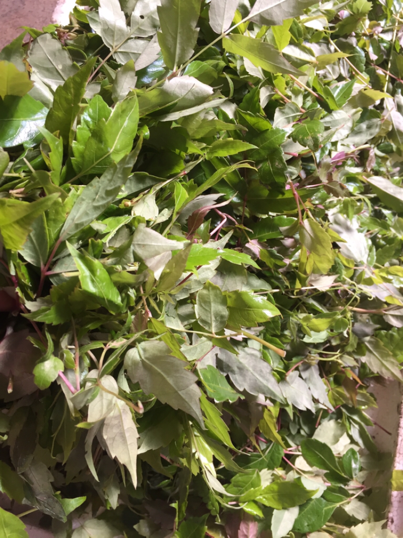 新茶特级藤茶