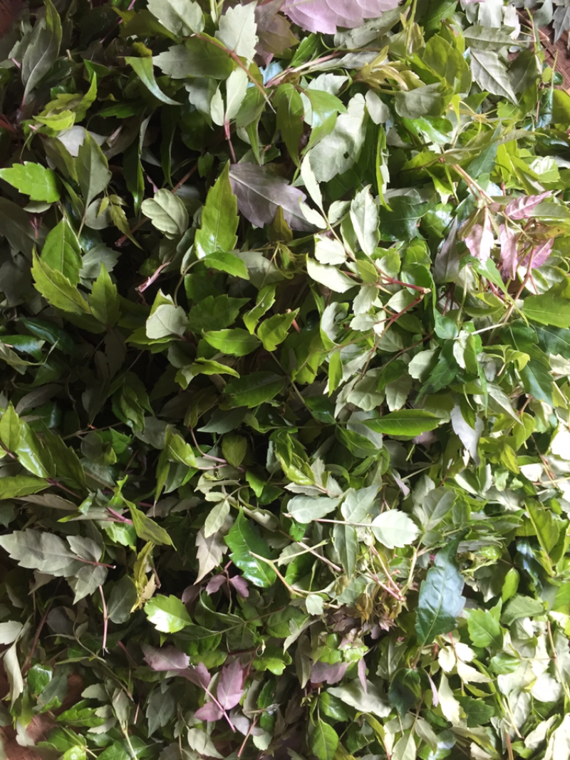 新茶特级藤茶
