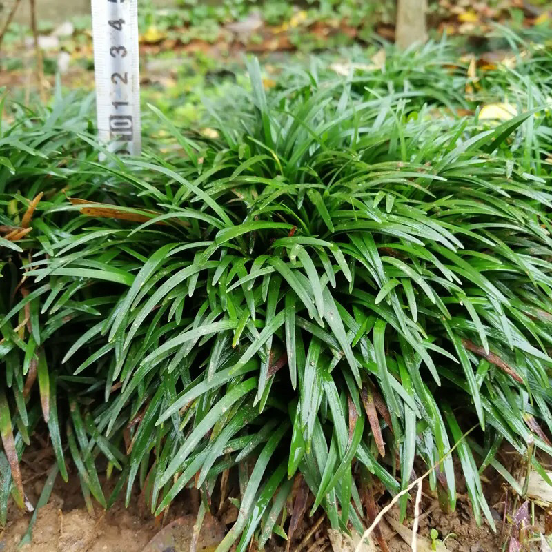 湖北宜昌野生10cm麦冬苗