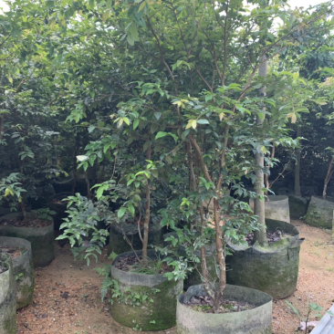 台湾嘉宝果树苗