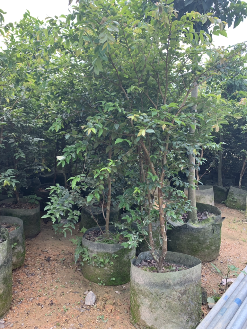台湾嘉宝果树苗