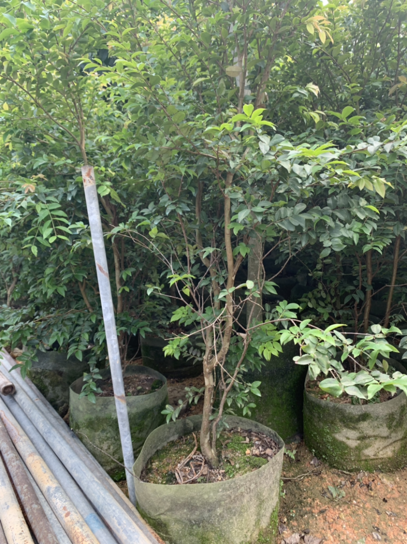 台湾嘉宝果树苗