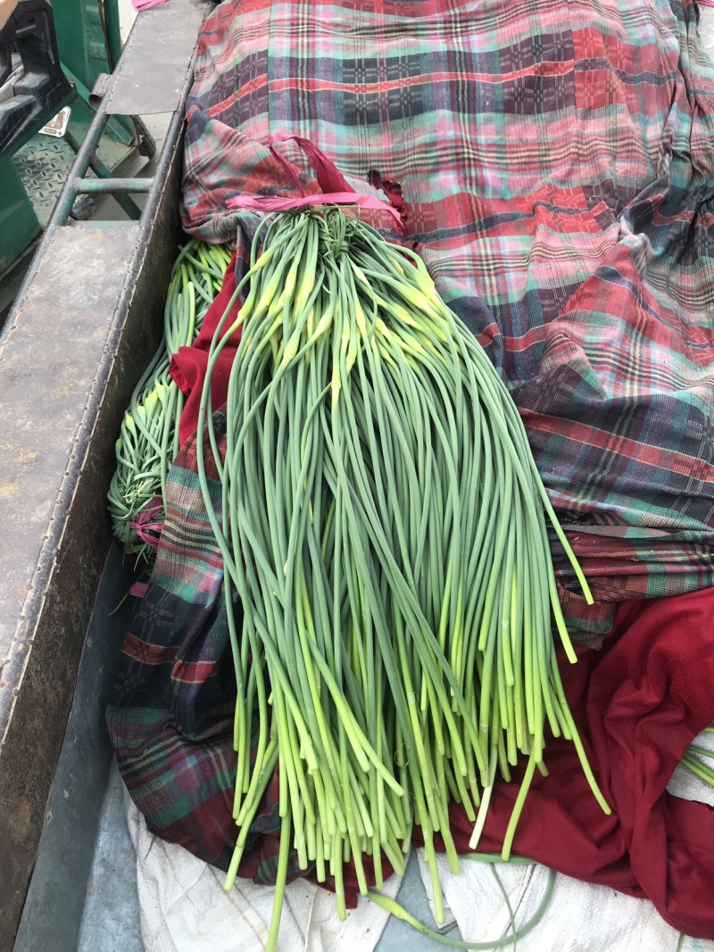 蒜苔、电商商超食堂供应、保证质量、随时装车、欢迎咨询