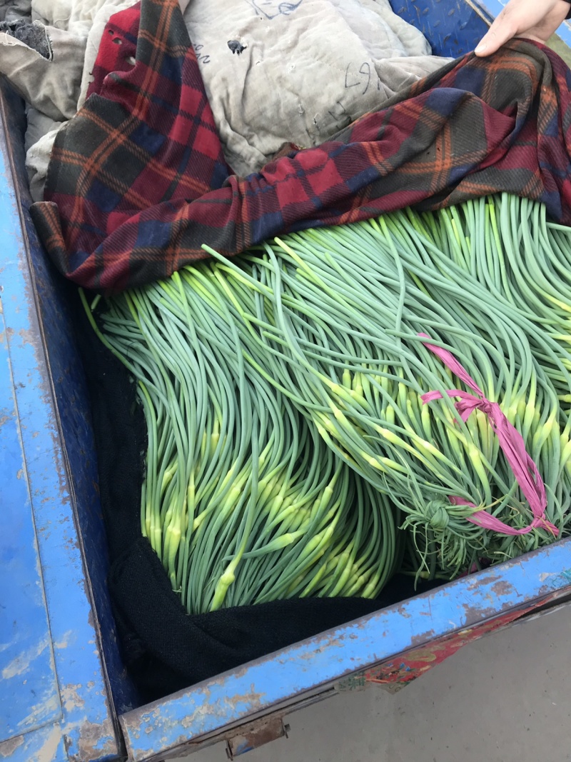 蒜苔、电商商超食堂供应、保证质量、随时装车、欢迎咨询