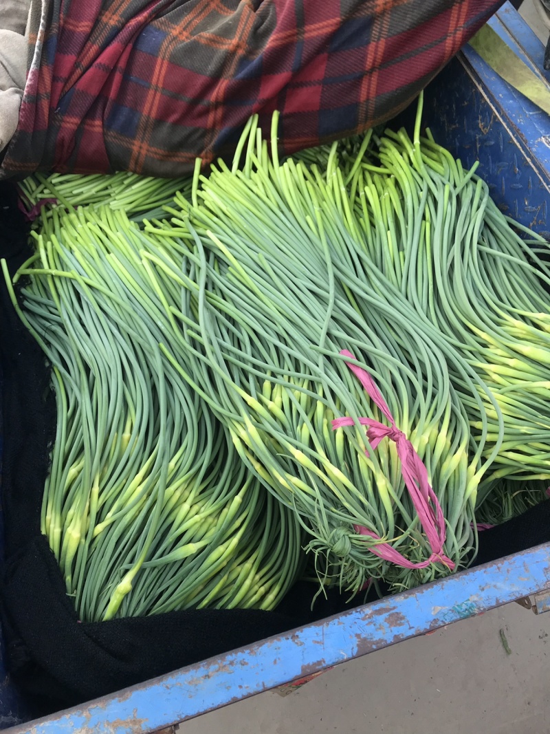蒜苔、电商商超食堂供应、保证质量、随时装车、欢迎咨询