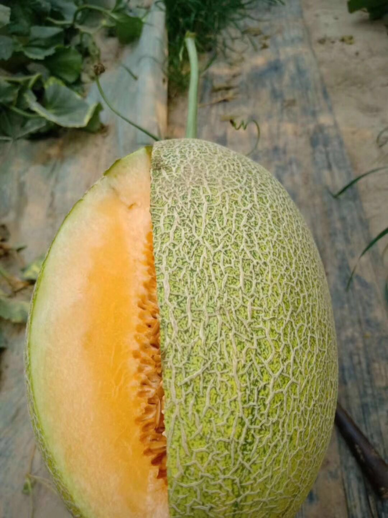 西州蜜小蜜25娇密25