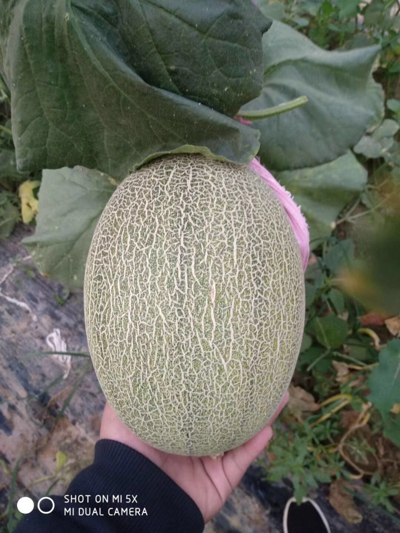 西州蜜小蜜25娇密25