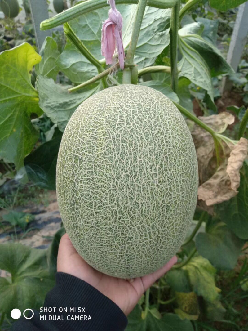 西州蜜小蜜25娇密25