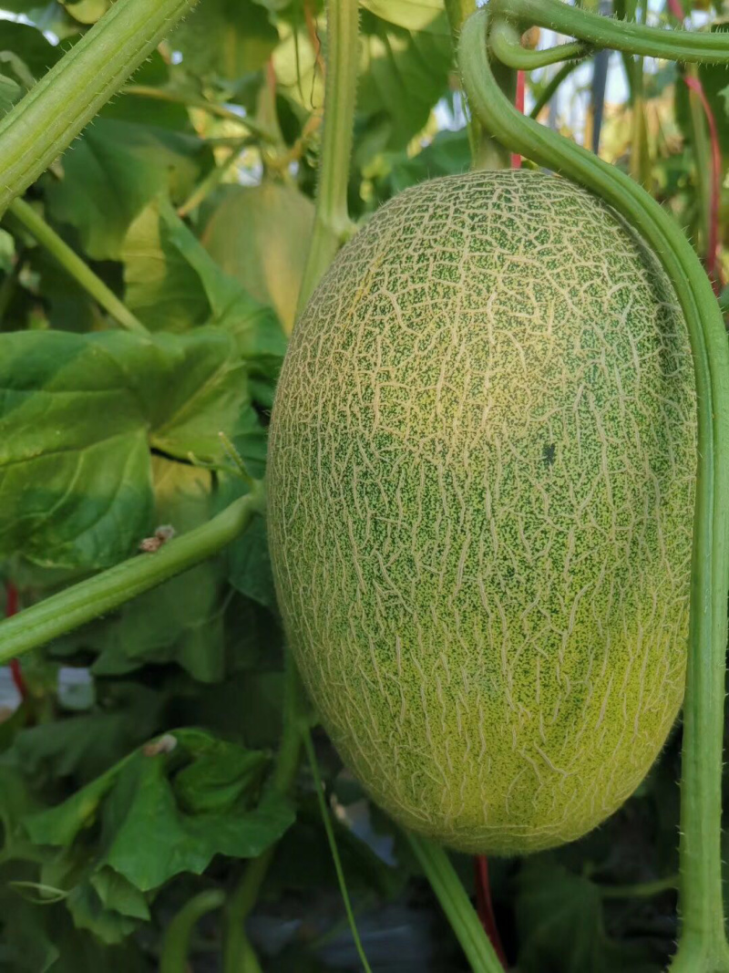 西州蜜小蜜25娇密25