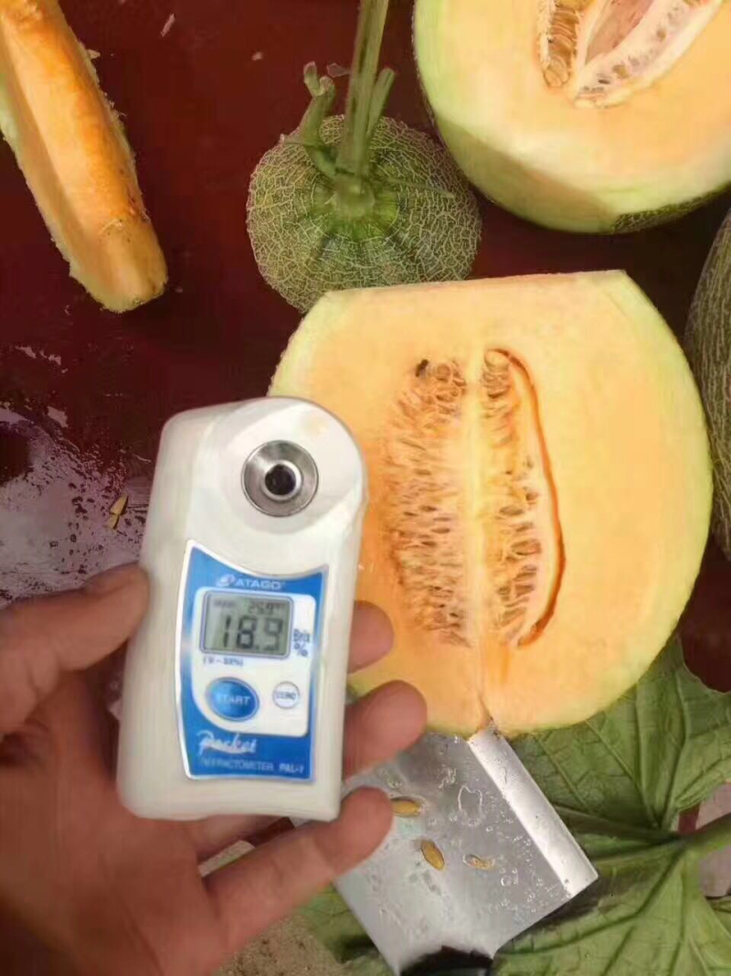 西州蜜小蜜25娇密25西州蜜