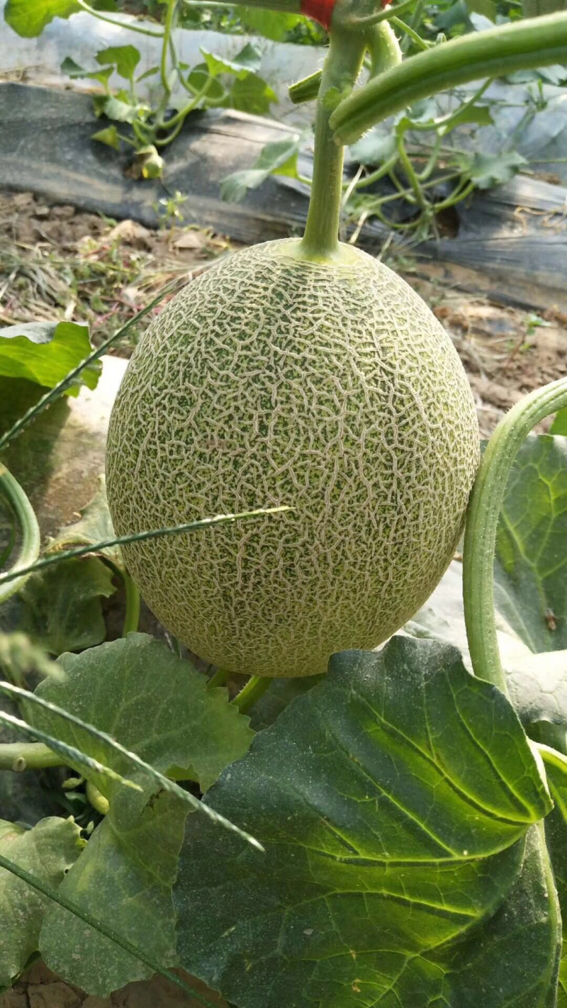 西州蜜小蜜25娇密25西州蜜