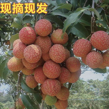 高州荔枝