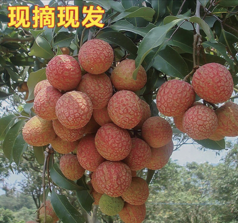 高州荔枝