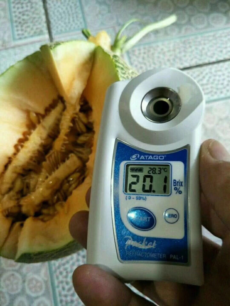 哈密瓜小蜜25娇密25西州蜜瓜