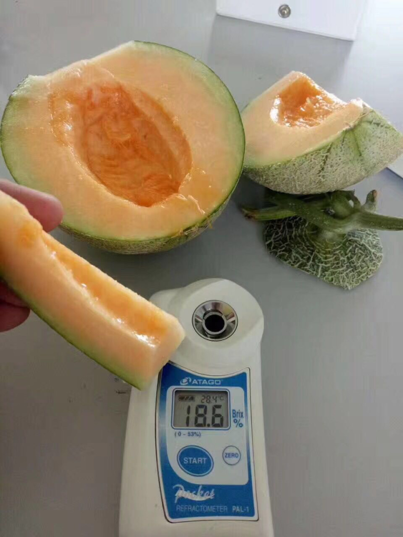 哈密瓜小蜜25娇密25西州蜜瓜