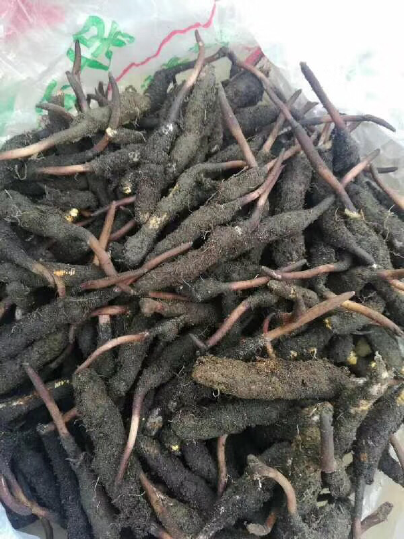虫草