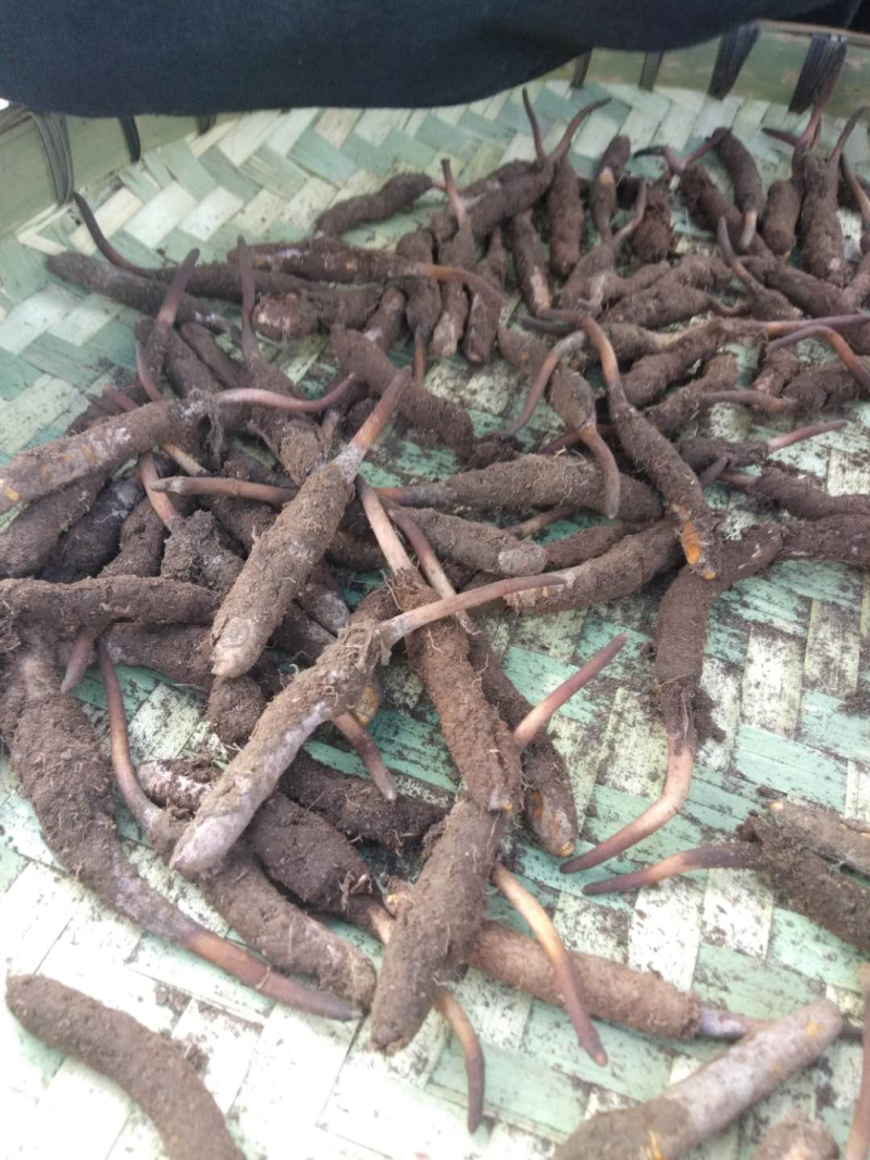 虫草