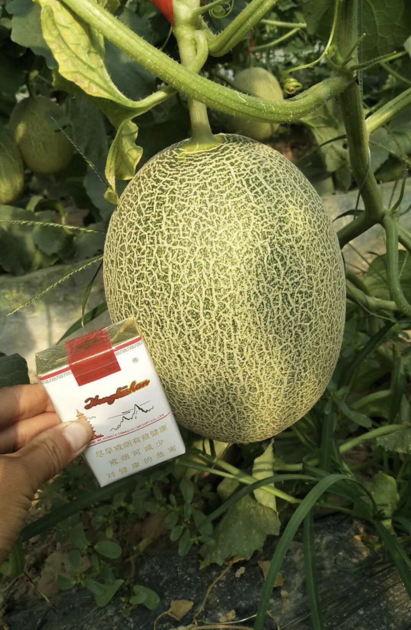 哈密瓜小蜜25西州蜜