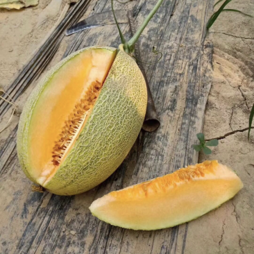 哈蜜瓜小蜜25西周蜜